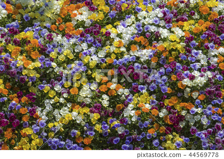Pansy in full bloom 44569778