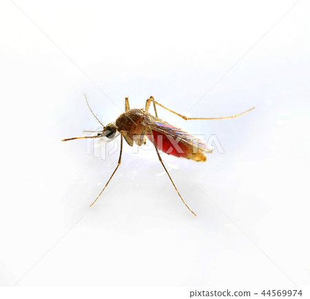 Mosquito isolated on white background 44569974