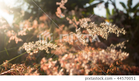 pink flower grass in the morning 44570051