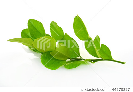 Kaffir lime on white background 44570237