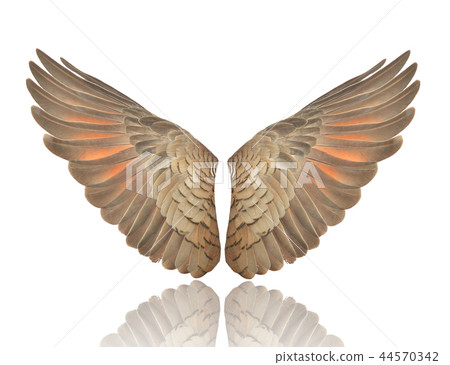 Pinion on the sprawling white background Pinion on the sprawling white background 44570342