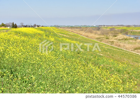 Rape blossoms on riverine 44570386