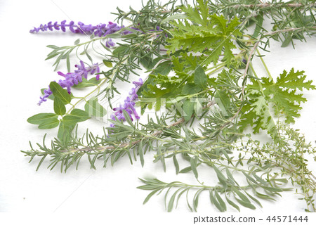 Herbs Herbs 44571444