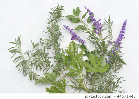 Herbs Herbs 44571445