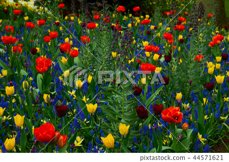 fresh lawn with flowers fresh lawn with flowers 44571621