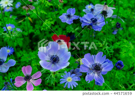Anemone flowers lane Anemone flowers lane 44571659