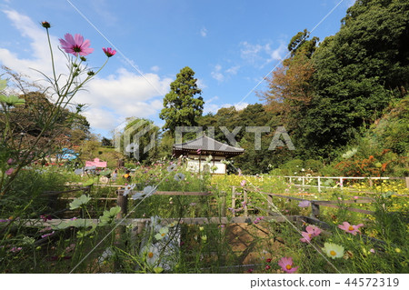 Cosmos cosmos of Abe Bunsu-in 44572319
