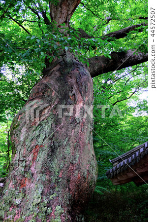 Haeinsa，Haecheon-gun，Gyeongsang-do 44572507