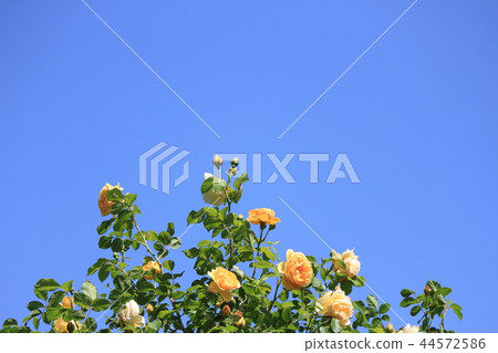 Graham Thomas 44572586