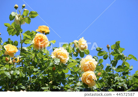 Graham Thomas 44572587