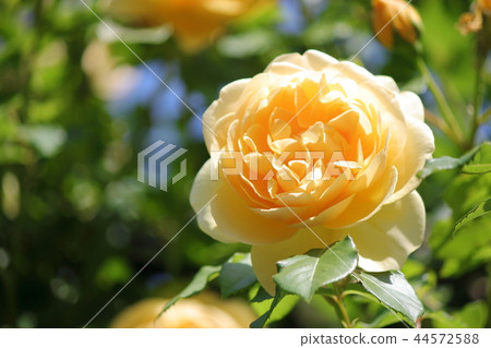 Graham Thomas 44572588