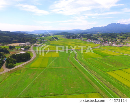 Rice field ~ Aerial photograph with drone (Kunida Basin / Zao-machi Kariya-gun Miyagi prefecture) 44573114