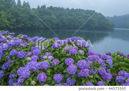 繡球 繡球 44573505