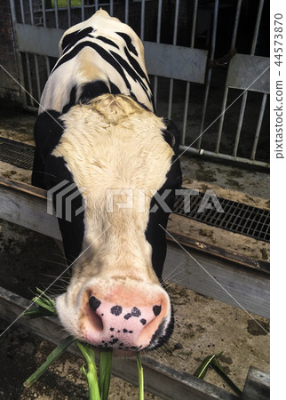 台灣雲林一處牧場內的遊客餵食乳牛幼牛 44573870