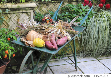 秋收作物收穫 秋收作物收穫 44574093