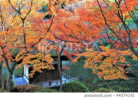 Autumn leaves 44574191
