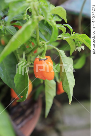 Habanero水果和白花 44574272