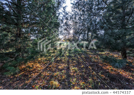 long shadows of autumn 44574337