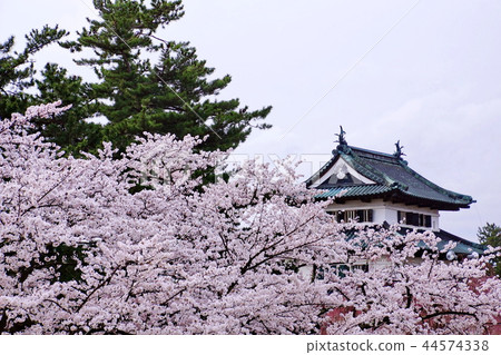 弘前城Sakura Tenmonkaku /本丸2018年弘前櫻花節(青森縣弘前市下肇金町) 弘前城Sakura Tenmonkaku /本丸2018年弘前櫻花節(青森縣弘前市下肇金町) 44574338