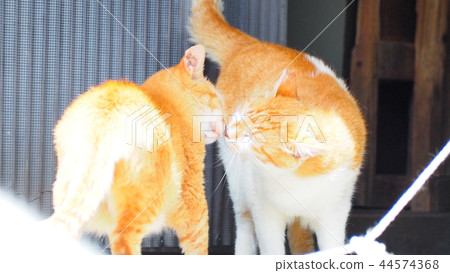 A kiss of a cat 44574368