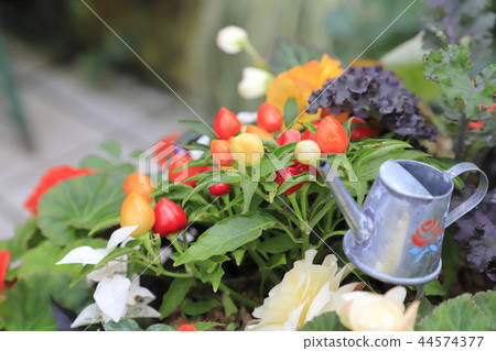 五顏六色的五色辣椒的果實和花卉種植 44574377