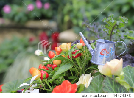 Colorful Five-Colored Capsicum and Flower Planting 44574378