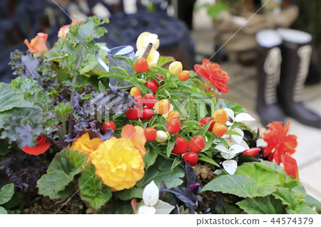 Colorful Five-Colored Capsicum and Flower Planting 44574379