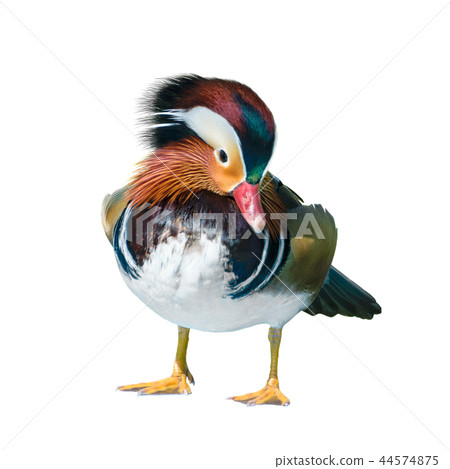 Male Mandarin Duck Male Mandarin Duck 44574875
