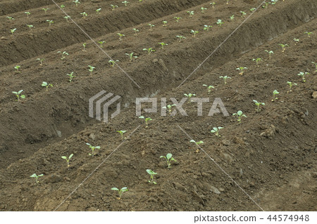 Broccoli field 44574948