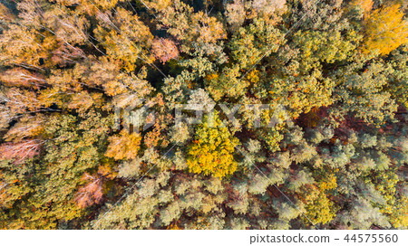 Autumn forest with colorful leaves, aerial view Autumn forest with colorful leaves, aerial view 44575560