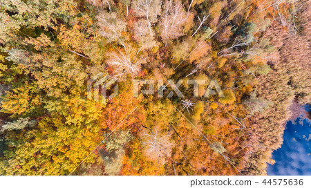 Lake and autumn forest with colorful leaves 44575636