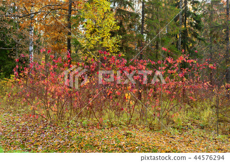 Forest at autumn. Forest at autumn. 44576294