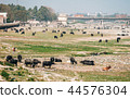 Pasture of cows, Agra, India 44576304