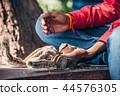 Chipmunks takes feed from the hand, Agra, India 44576305