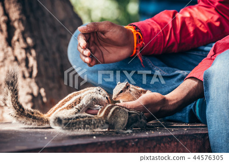 Chipmunks takes feed from the hand, Agra, India Chipmunks takes feed from the hand, Agra, India 44576305
