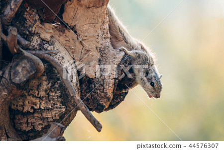 Chipmunk calls a female Chipmunk calls a female 44576307