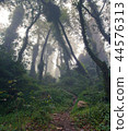 Foggy forest near Sintra, Portugal 44576313