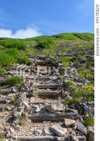 Mountain trail of winding machine mountain where Kinkouka blooms Mountain trail of winding machine mountain where Kinkouka blooms 44576829