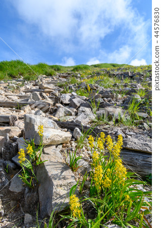 Kinkouka開花的繞線機山山路 44576830