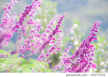 Salvia Leucantha在光明中 44577545