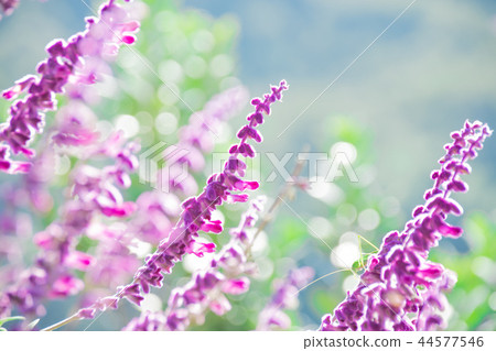 Salvia Leucantha在光明中 44577546