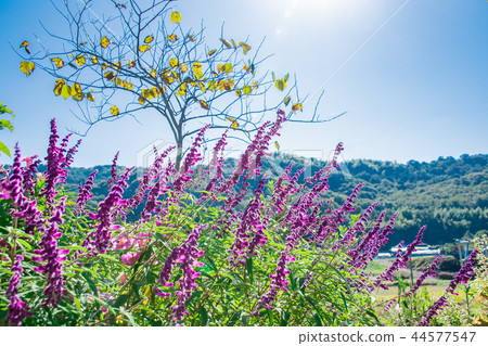 與Salvia leucans的庭院風景 44577547