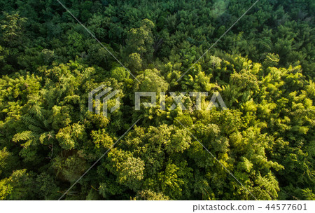 forest background, green nature background 44577601