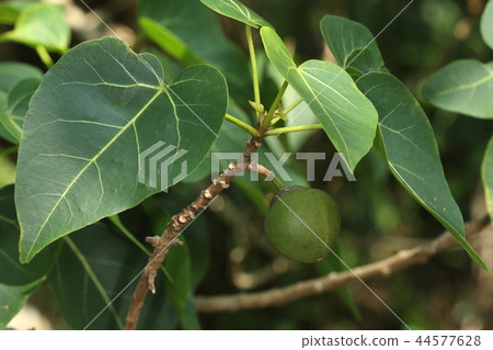 自然植物Sashimama，一種像假寶石一樣倒掛的水果。三到四厘米大小 44577628