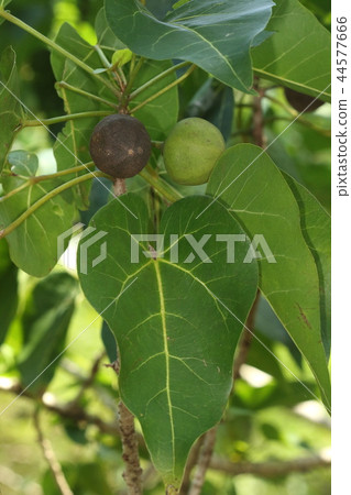 天然植物Sashima馬林魚，成熟的果實是黑褐色。南部的大片葉子和果實 44577666