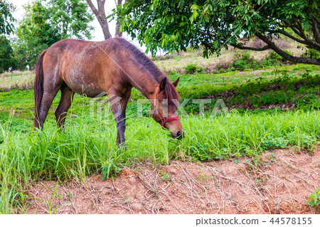 horse eating grass in farm horse eating grass in farm 44578155