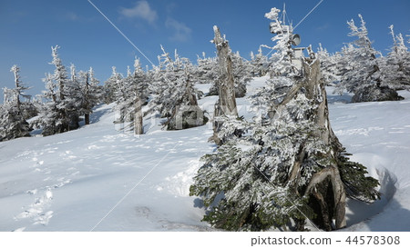 Tohoku White Silver World Hakkodayama Tohoku White Silver World Hakkodayama 44578308