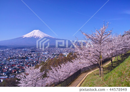 從Niu Kurayama遠足路線看到的櫻花和富士山盛開 44578949