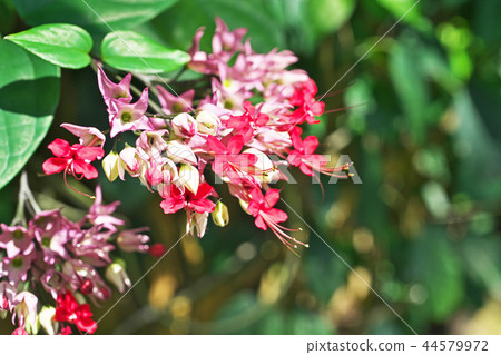 Gempeak flowers Gempeak flowers 44579972