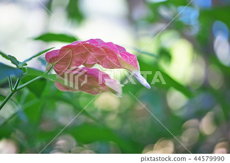 Coevisco的花朵 44579990